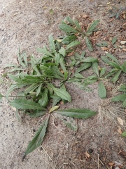Asteraceae