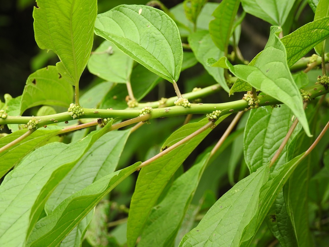 Pouzolzia occidentalis
