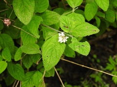 Lantana hirta