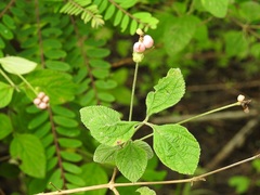 Lantana hirta