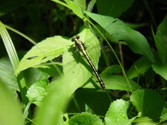 Stylurus amnicola