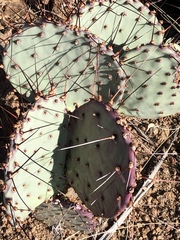 Opuntia azurea