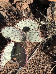Opuntia azurea