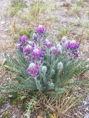 Oxytropis splendens