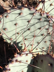 Opuntia azurea