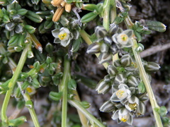 Limeum aethiopicum