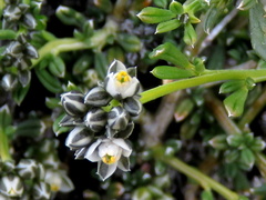 Limeum aethiopicum