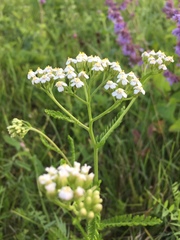 Achillea salicifolia