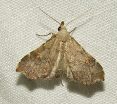 Redectis pygmaea