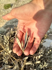 Convolvulus lineatus