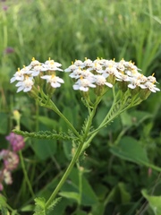 Achillea salicifolia