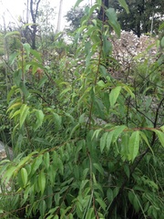 Prunus serotina capuli