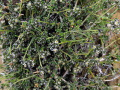 Limeum aethiopicum
