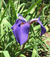 Iris setosa hondoensis