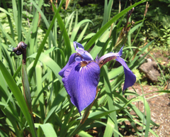 Iris setosa hondoensis