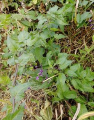 Solanum dulcamara