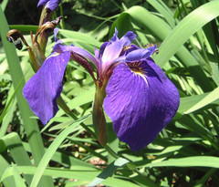 Iris setosa hondoensis