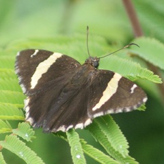 Thorybes pseudocellus