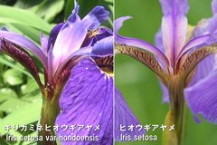 Iris setosa hondoensis