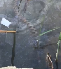 Natrix helvetica sicula