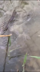 Natrix helvetica sicula
