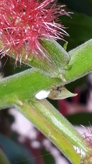 Enchenopa squamigera