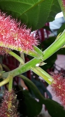 Enchenopa squamigera