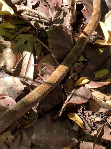 Bahamian Racer, Cubophis vudii