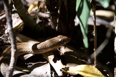 Cubophis vudii