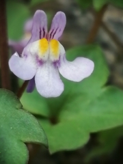 Cymbalaria muralis