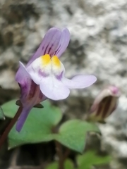Cymbalaria muralis