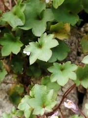 Cymbalaria muralis