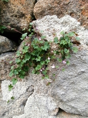 Cymbalaria muralis