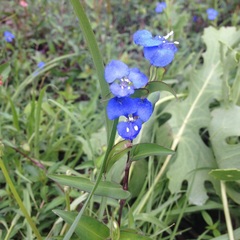 Commelina tuberosa