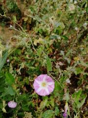 Convolvulus arvensis