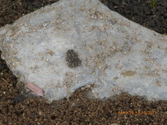 Anaxyrus californicus