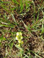 Linaria vulgaris