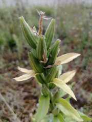 Oenothera rubricaulis