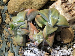Crassula deltoidea