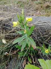 Oenothera rubricaulis