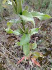 Oenothera rubricaulis