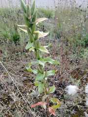 Oenothera rubricaulis