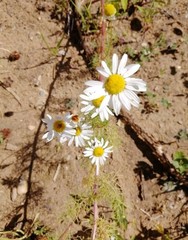 Tripleurospermum inodorum