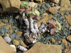 Crassula deltoidea