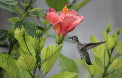 Calypte anna