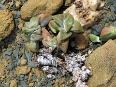 Crassula deltoidea