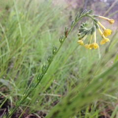 Lithospermum strictum