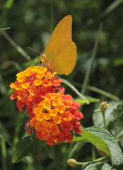 Lepidoptera