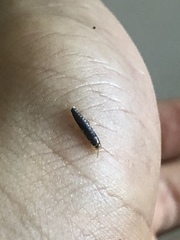 Lepisma
