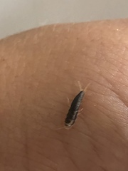 Lepisma